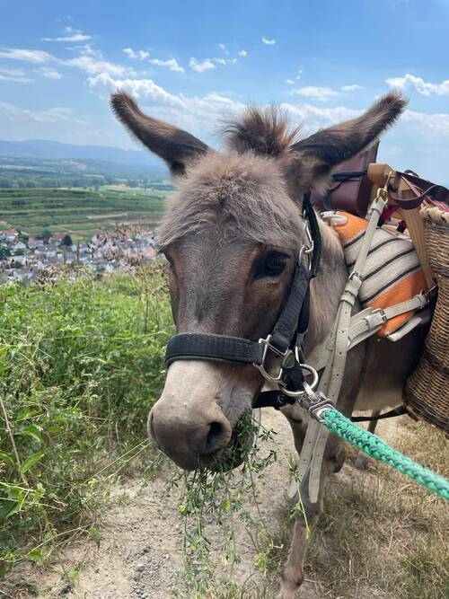 Oster-Eselwanderung Oster-Eselwanderung Kinder
